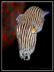 Striped Pyjama Squid at Nelson Bay, Australia by Ken Thongpila 